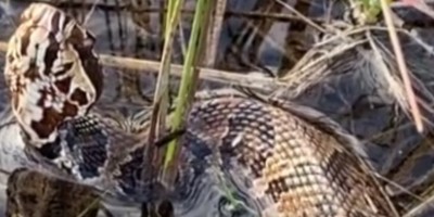 Jacksonville snake